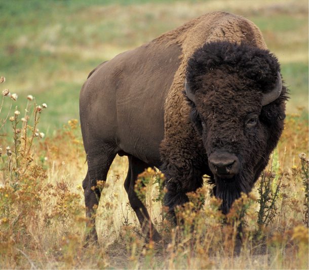 Jak odróżnić bizona od żubra, czyli o diagnostyce różnicowej chorób zależnych od glutenu – webinar